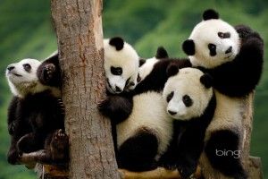 full size Panda Bear Wallpaper 1920x1200 for mobile