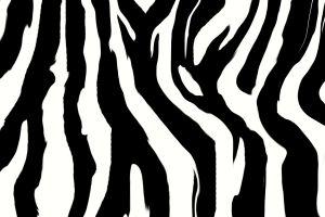download zebra background 1920x1200 lockscreen