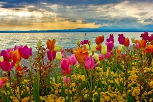new Spring Computer Wallpapers 1920x1182 for android 4.0
