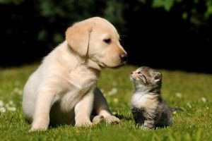 download Puppies and Kittens Wallpaper 2880x1800 for 4K monitor