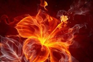 most popular Fire Flower Wallpaper 1920x1080 PC