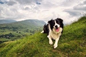 Border Collie Wallpaper 1920x1200 smartphone