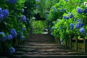 Wallpaper Nature Full Size Desktop 2017 1920x1080 smartphone
