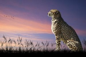 vertical Cheetah Wallpaper HD 2560x1600 for samsung