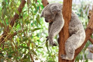 gorgerous Koala Wallpapers 2560x1600