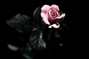 Dark Flower Wallpaper 2560x1600 download free