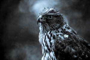high definition wallpapers 2560x1600 image