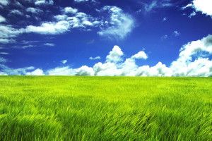 large Grassland Wallpapers 2560x1600