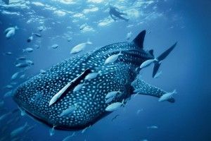 Sea Animals Wallpapers 1920x1200 for iphone 5s