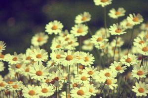 free vintage flower background 2560x1440