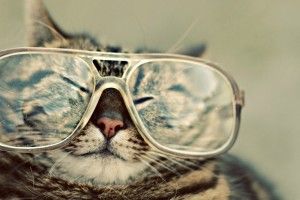 full size Funny Animal Backgrounds 1920x1080 screen
