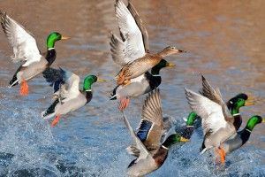 Duck Hunting Backgrounds 1920x1080 tablet