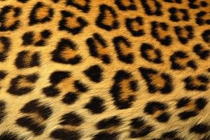 Cheetah Background 1920x1200 for retina