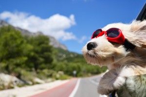 download free Wallpapers Animals 3840x2160 HD for mobile
