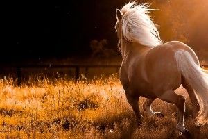 Quarter Horse Wallpaper 1920x1080 for iphone 7