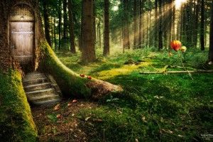 free download Enchanted Forest Backgrounds 1920x1200