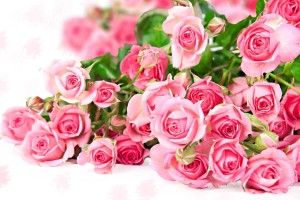 Beautiful Roses Wallpapers 1920x1080 images