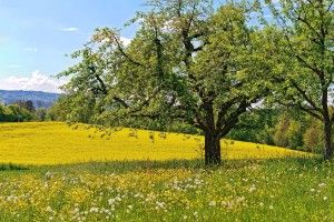 Spring Meadow Wallpaper 1920x1200 720p