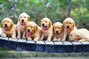 puppy wallpaper 2560x1600 for mobile hd