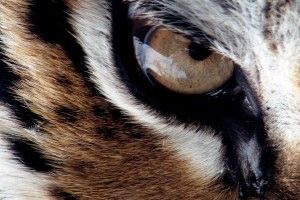 download free Angry Lion Eyes Wallpaper 1920x1080 for xiaomi