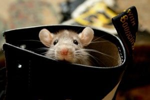 Rats Wallpapers 1920x1200 for 1080p