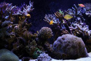 beautiful aquarium wallpaper 1920x1080 for iphone 7