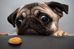 Funny Pug Wallpaper 2560x2048 tablet