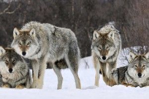 large Wolfpack Wallpaper 1920x1080 for 4K