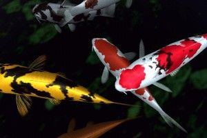 new Koi Fish Wallpapers 2560x1600 tablet