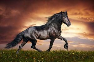 download horse backgrounds 2560x1600 for android tablet