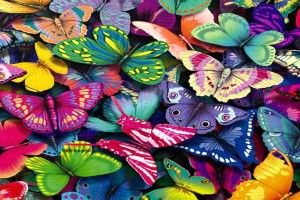full size Butterfly Wallpaper Images 1920x1080 Full HD