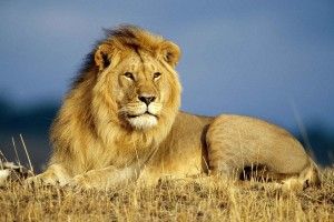 Wildlife Desktop Backgrounds 1920x1200 retina