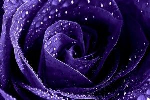 download Purple Roses Wallpaper 1920x1080 windows 7