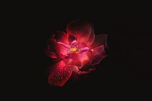 beautiful Red Flower Black Background 3537x1989 for lockscreen