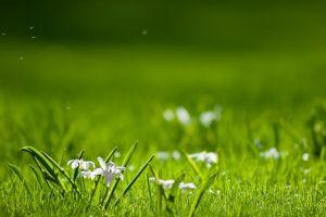 download background nature 1920x1080 for 1080p