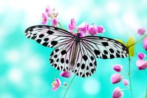 free download Butterfly Wallpapers 2560x1600