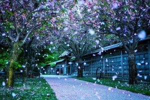 gorgerous Beautiful Background Wallpapers 1920x1080 macbook