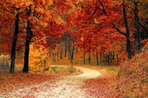 download Wallpaper Fall Season 2880x1800 for hd 1080p