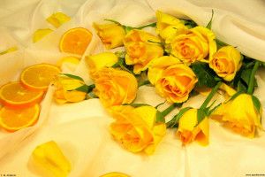 Yellow Rose Wallpaper 2560x1600 download