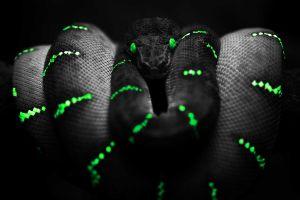 cool animal backgrounds 1920x1200 for mobile