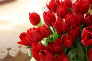 download Red Tulips Wallpaper 1920x1200 for phones