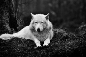gorgerous Wolf Wallpaper 1920x1080 1920x1080 HD