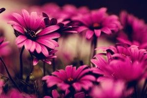 Pink Flowers Wallpapers 2560x1600 for desktop