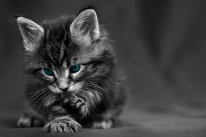 cat wallpapers 1920x1080 for iphone
