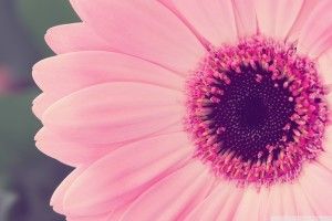 free download Gerbera Daisies Wallpaper 1920x1200