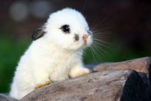 large Baby Animal Backgrounds 1920x1080 for htc