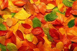 free autumn desktop wallpaper 1920x1080 macbook