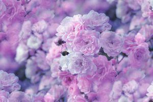 full size flowers wallpaper 1920x1080