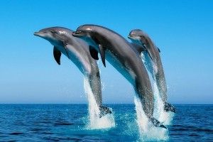 free Dolphin Wallpapers 2560x1600 for iphone 6