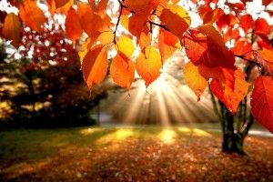 full size Wallpaper Fall Leaves 1920x1200
